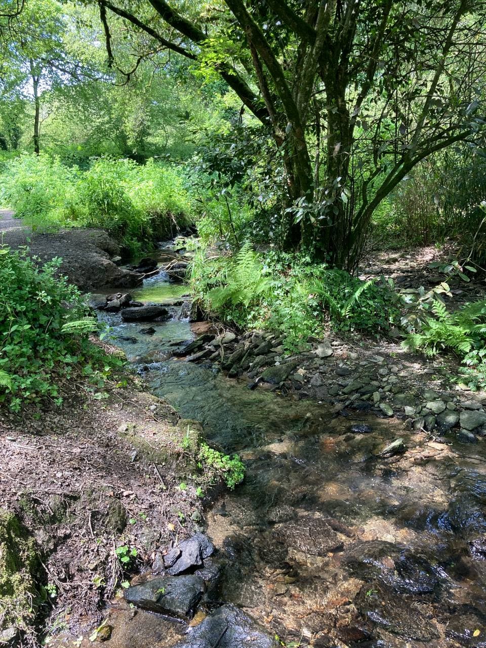 Ruisseau dans un sous-bois verdoyant